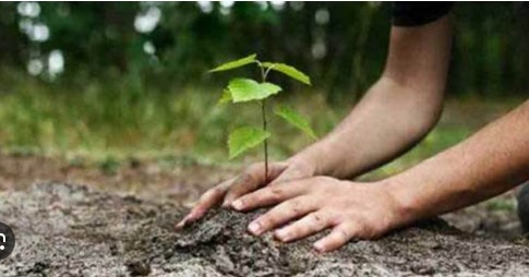 Planting Trees